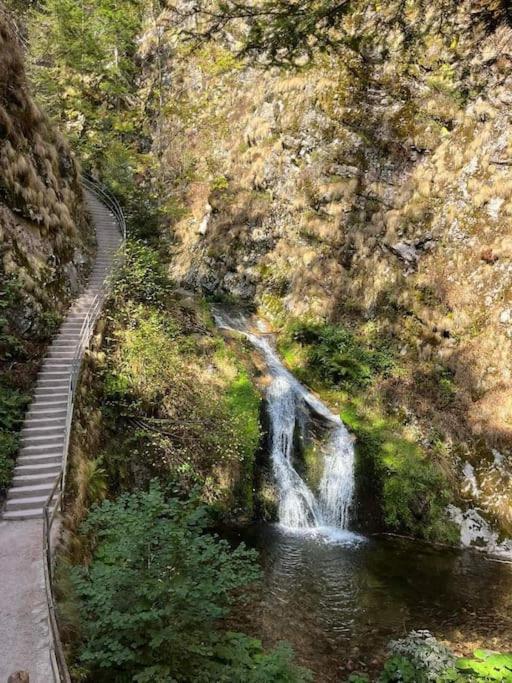 Ferienwohnung Schwarzwaldblick Bad Rippoldsau-Schapbach المظهر الخارجي الصورة